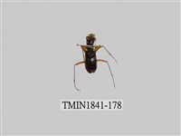 藏品(菲律賓產昆蟲)的圖片